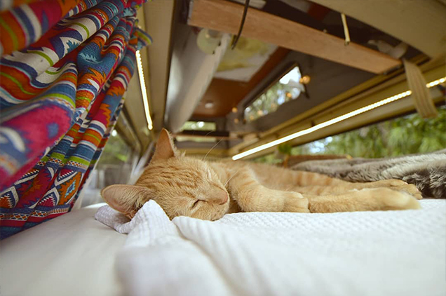 Travelling Cat Marbles is relaxing in her Campervan